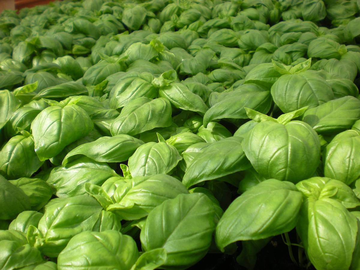 Kit à planter - Basilic Grand Vert