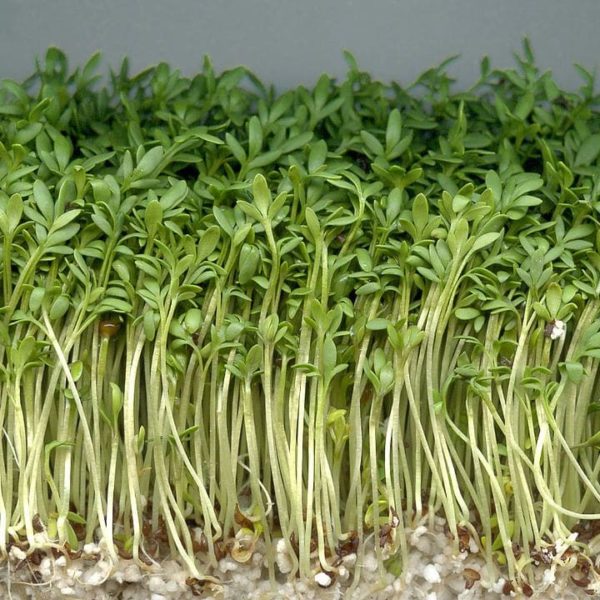 Kit à planter - Cresson Alénois