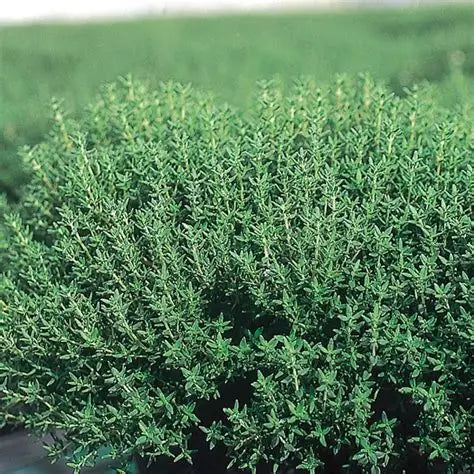 Kit à planter - Thym d'hiver