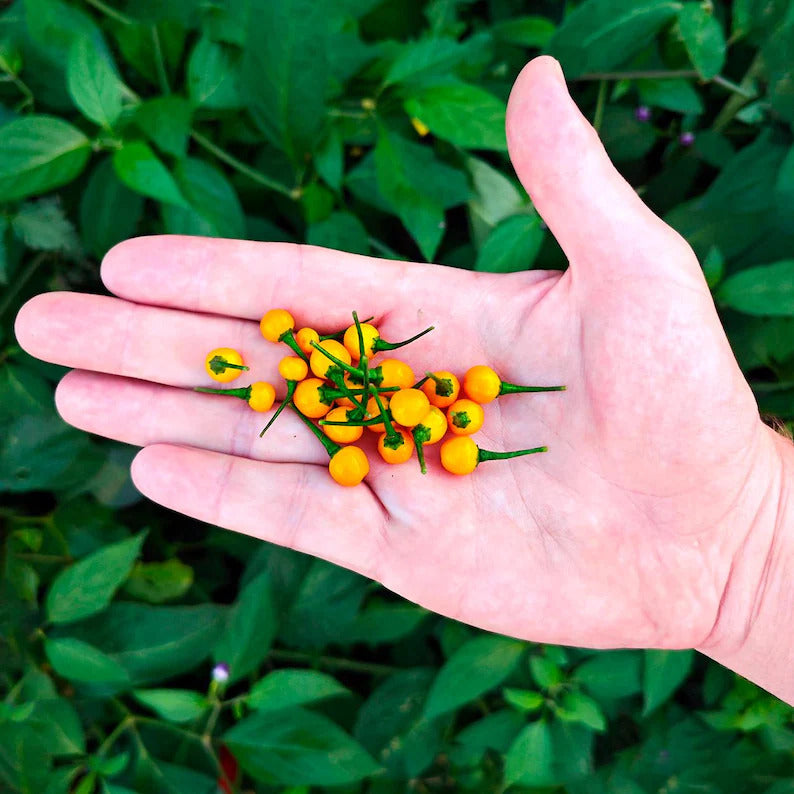 Kit à planter - Piment Aji Charapita