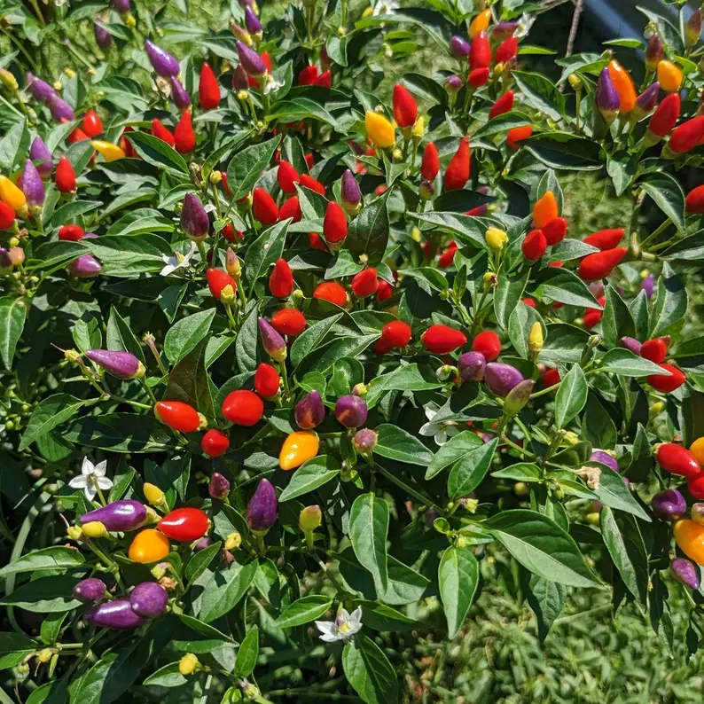 Kit à planter - Piment Bolivian Rainbow