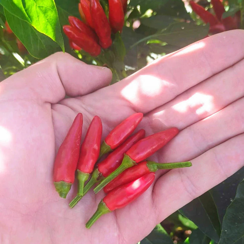 Kit à planter - Piment Etna