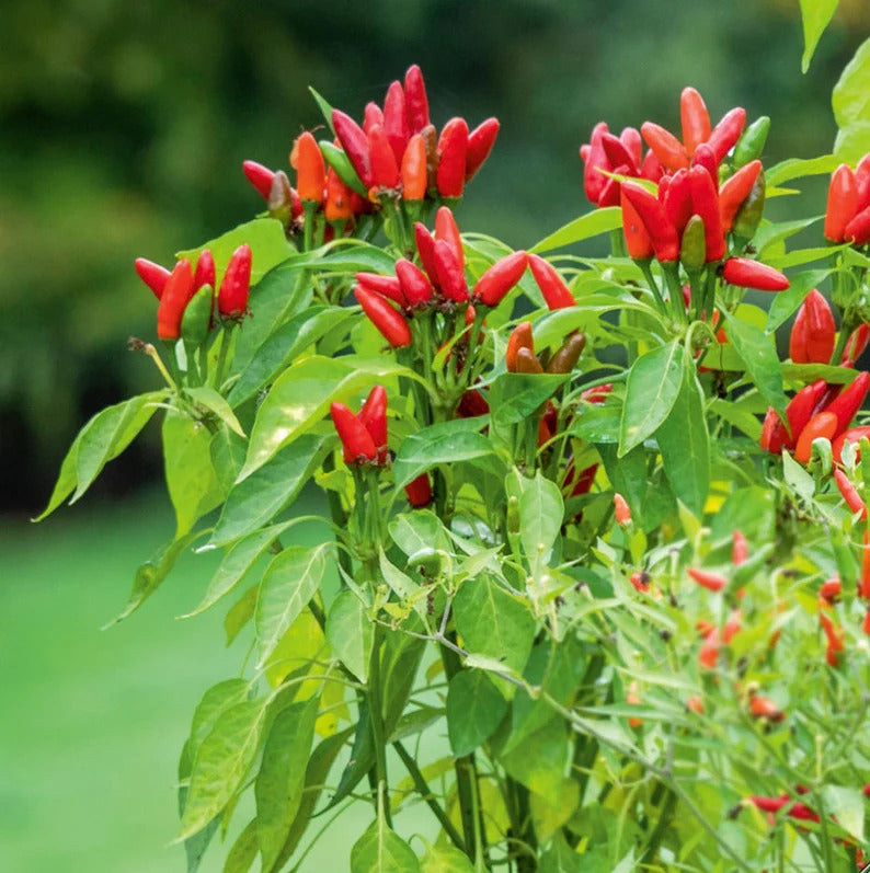 Kit à planter - Piment Etna