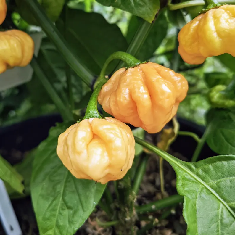 Kit à planter - Piment Goat Brains