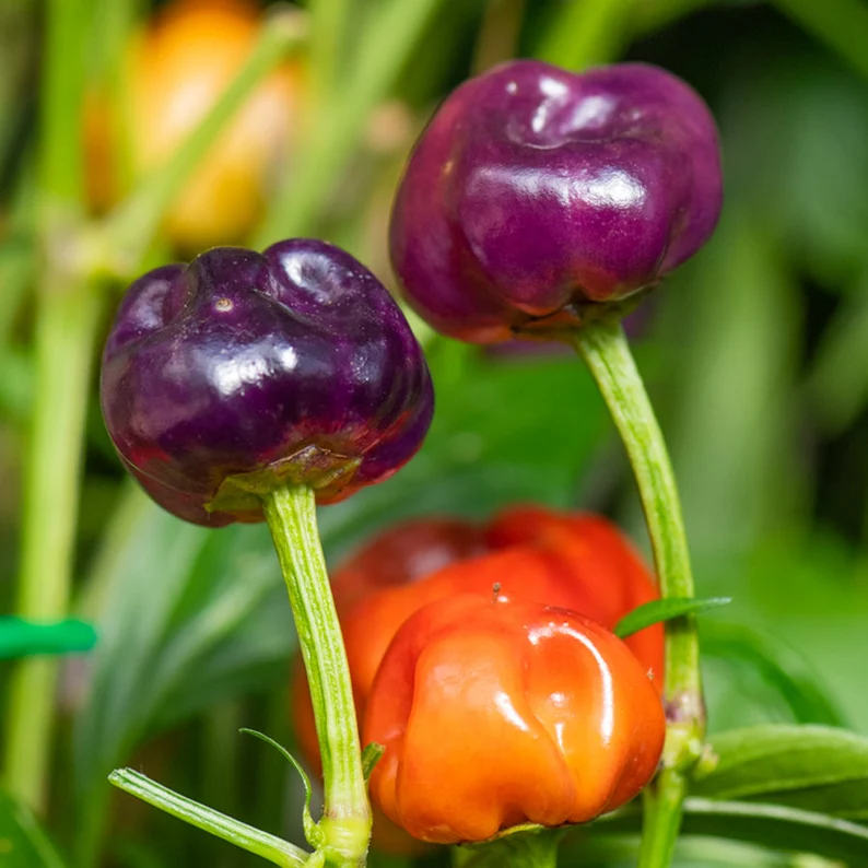 Kit à planter - Piment Purple Pumpkin