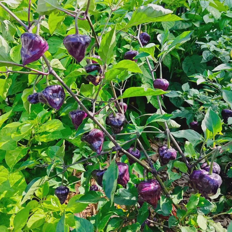 Kit à planter - Piment Purple UFO