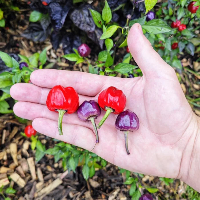 Kit à planter - Piment Purple Pumpkin