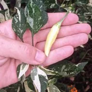 Kit à planter - Piment UFO Fluorescent Variegated
