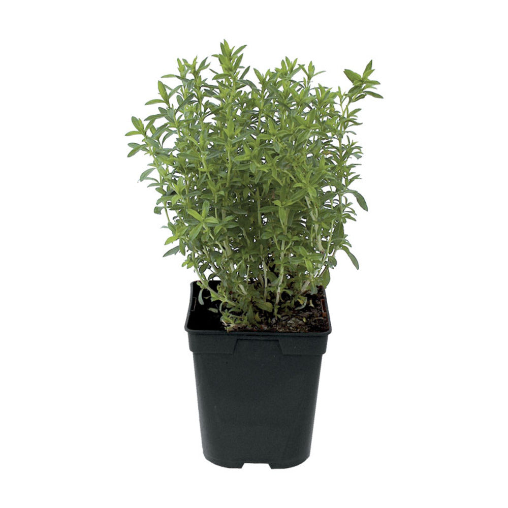 Kit à planter - Sarriette Commune