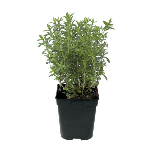 Kit à planter - Sarriette Commune