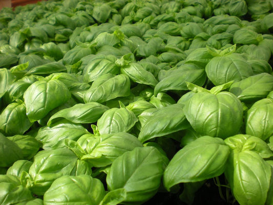 Kit à planter - Basilic Grand Vert