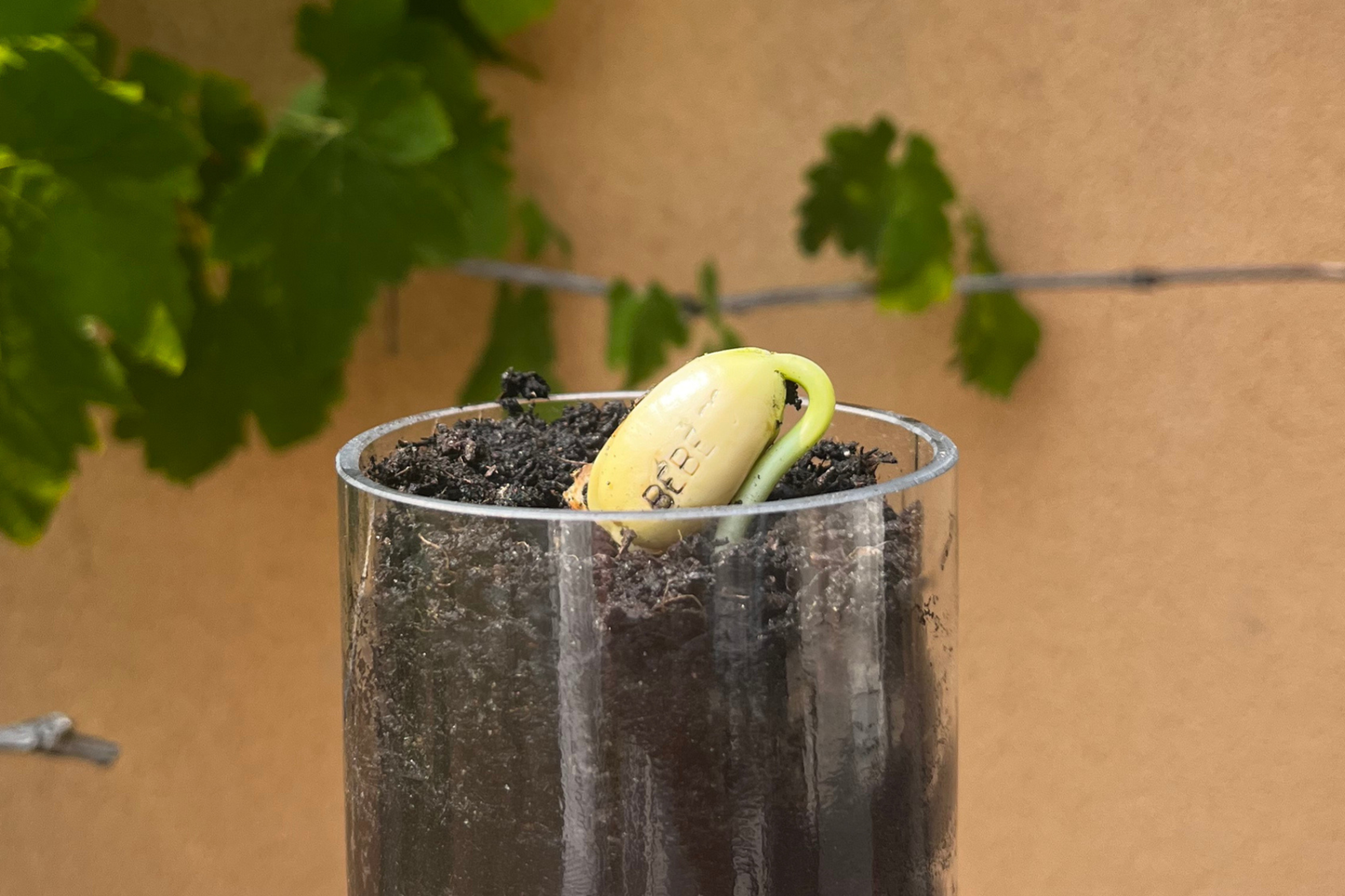Kit à planter personnalisé - Bébé