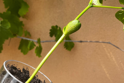 Kit à planter personnalisé - Merci