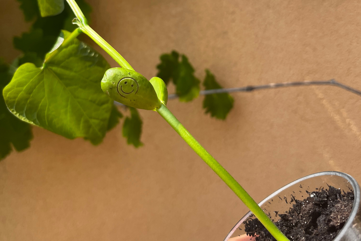Kit à planter personnalisé - Merci