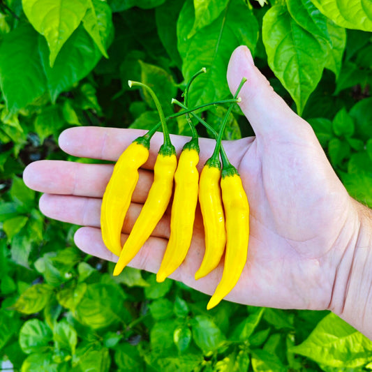 Kit à planter - Piment Lemon Drop