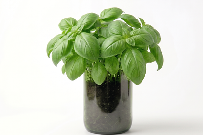 Kit à planter - Basilic Grand Vert