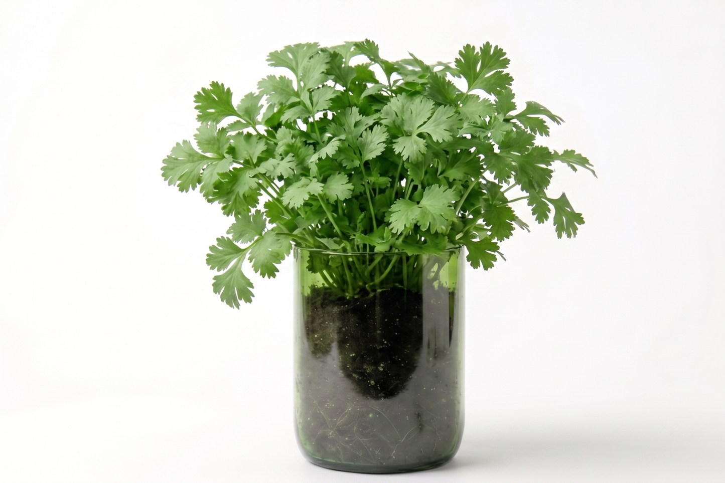 Kit à planter - Coriandre cultivée