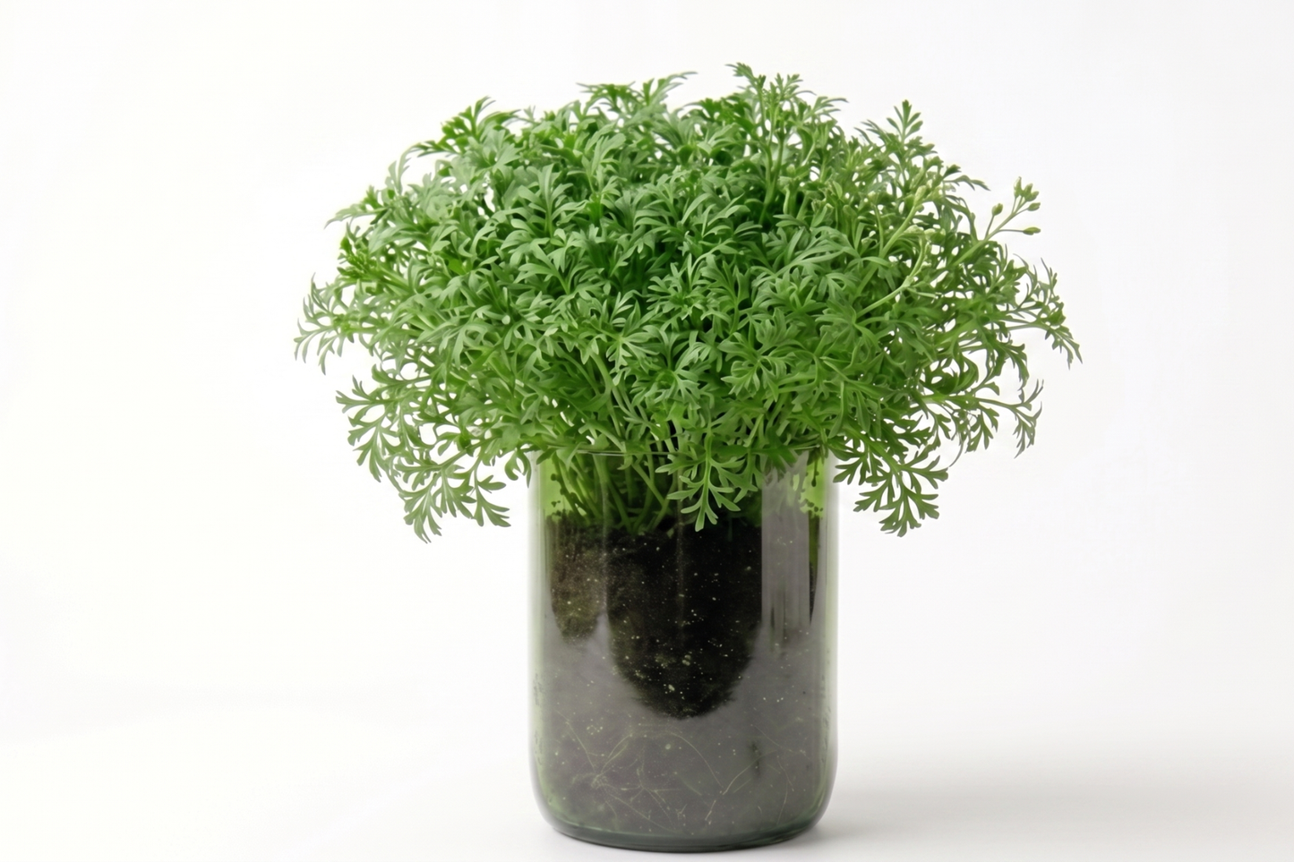 Kit à planter - Cresson Alénois