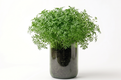 Kit à planter - Cresson Alénois