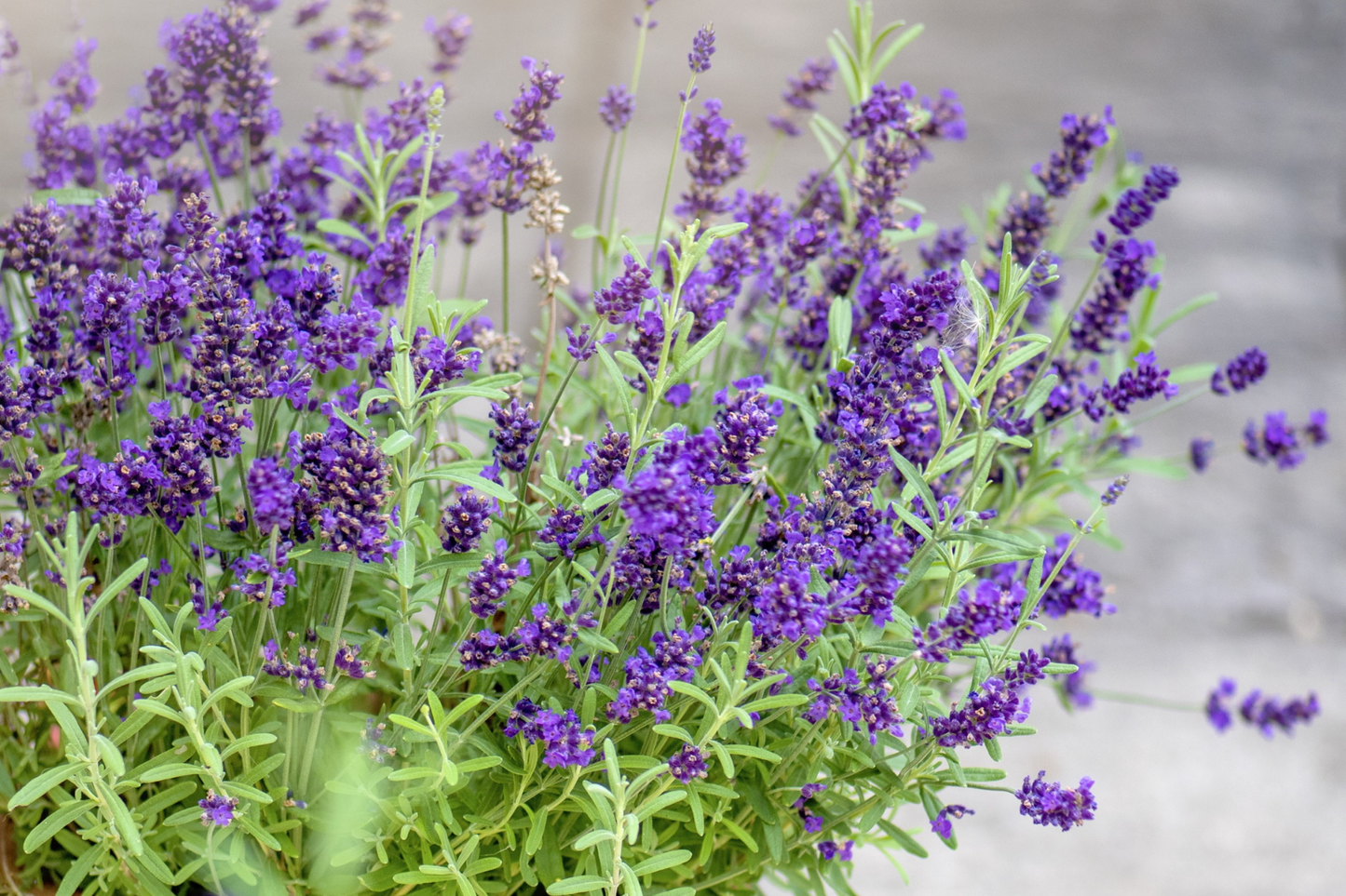 Kit à planter - Lavande bleue Provence
