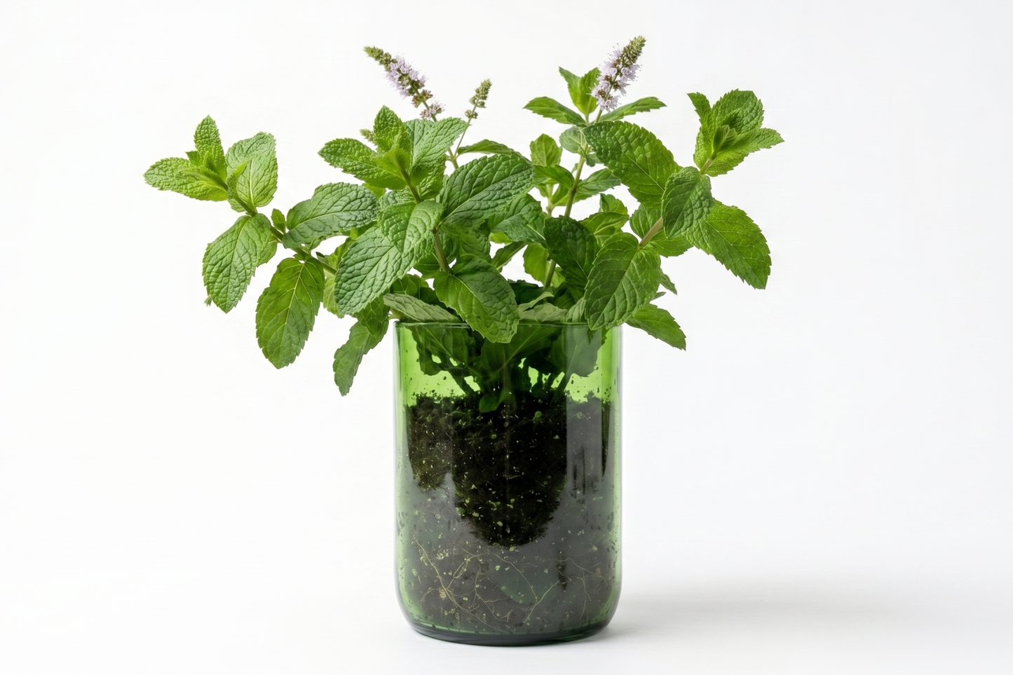 Kit à planter - Menthe verte