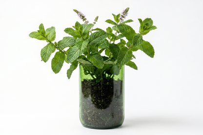 Kit à planter - Menthe verte