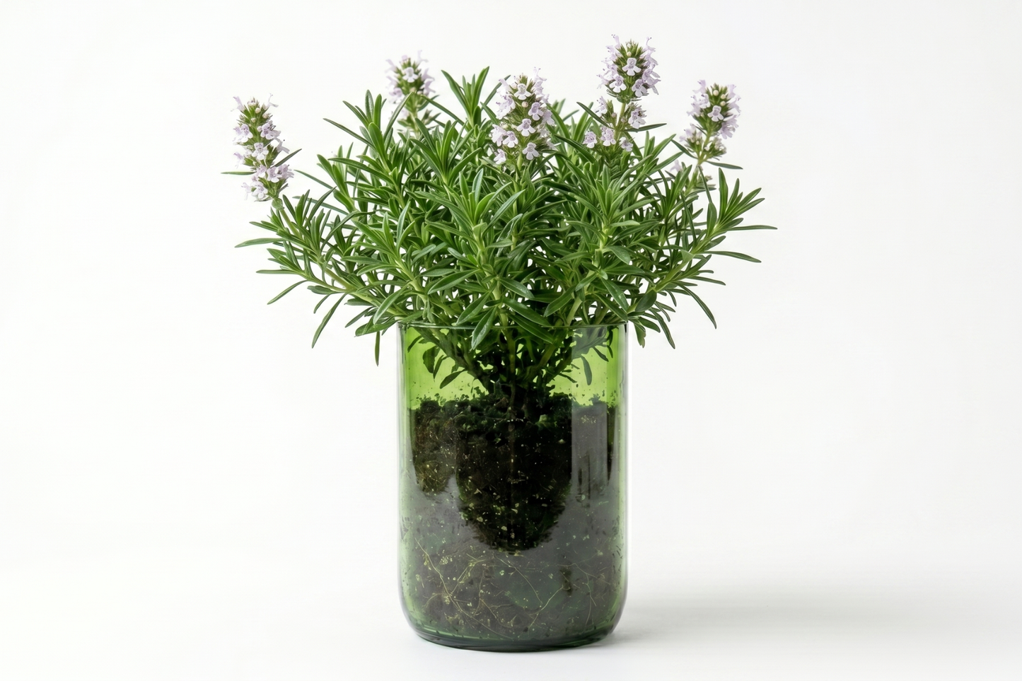 Kit à planter - Sarriette Commune