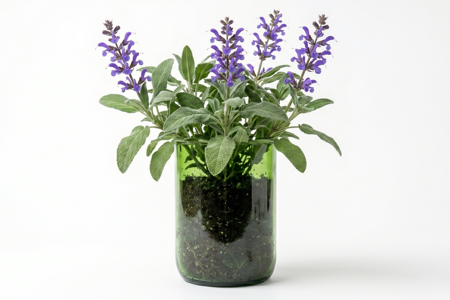 Kit à planter - Sauge Officinale