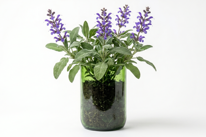 Kit à planter - Sauge Officinale