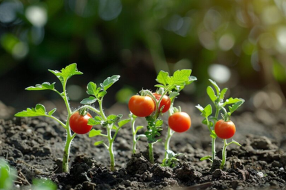 Kit à planter - Tomates cerise BIO