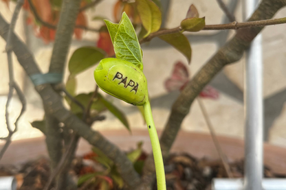Kit à planter personnalisé - Je t'❤ Papa