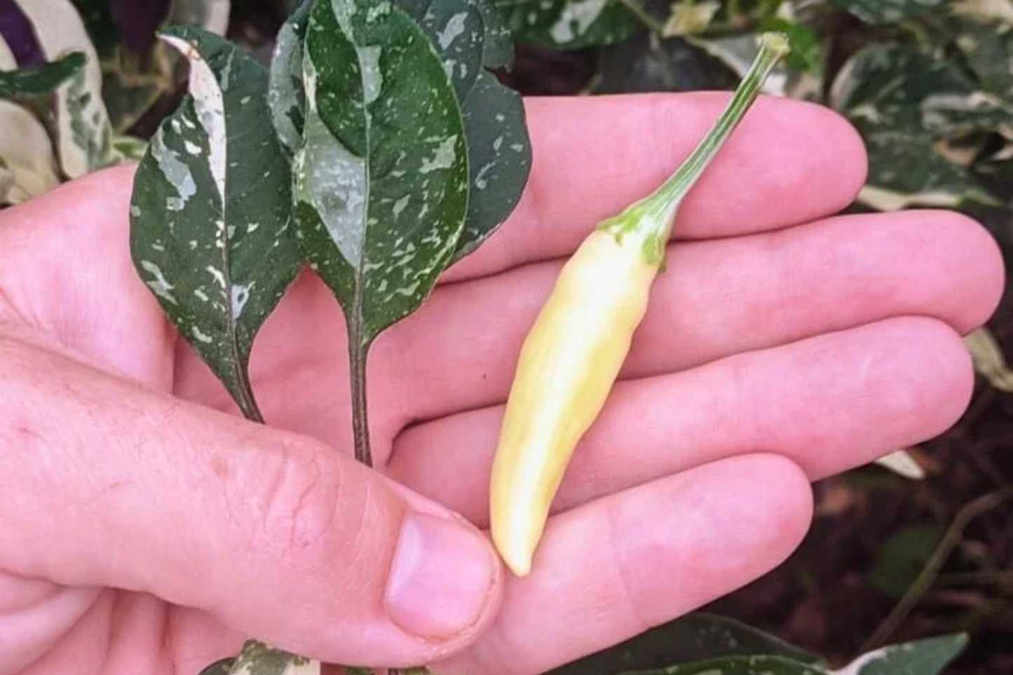 Kit à planter - Piment UFO Fluorescent Variegated