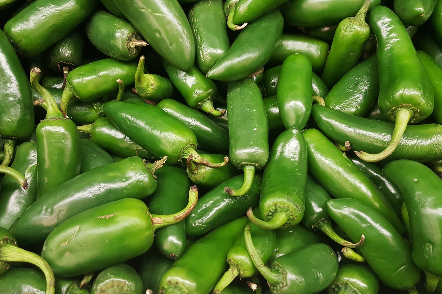 Kit à planter - Piment Jalapeño Jumbo