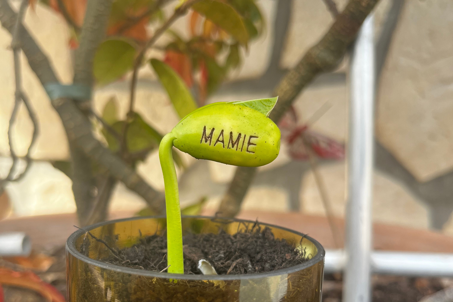 Kit à planter personnalisé - Je t'❤ Mamie