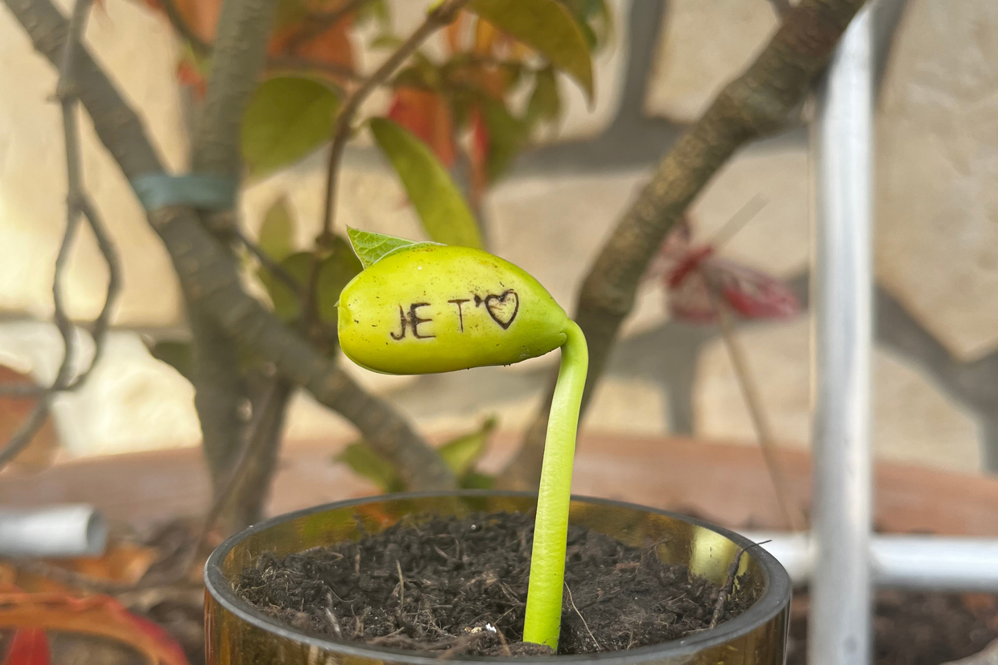 Kit à planter personnalisé - Je t'❤ Mamie