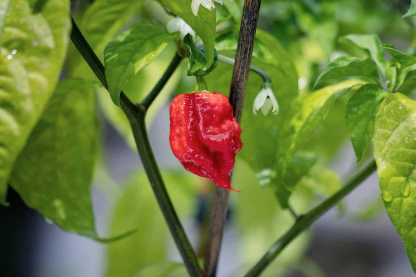 Kit à planter - Piment Carolina Reaper rouge