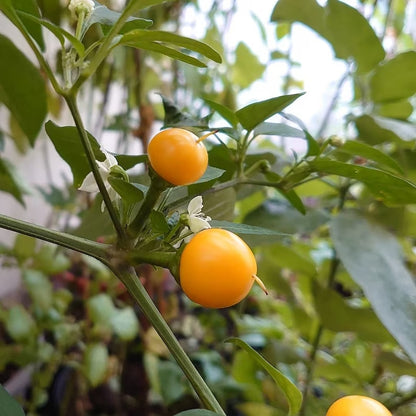 Kit à planter - Piment Aji Charapita