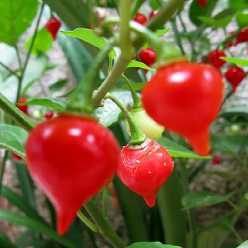 Kit à planter - Piment Biquinho rouge