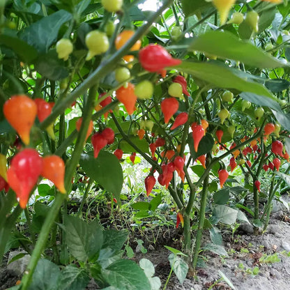 Kit à planter - Piment Biquinho rouge