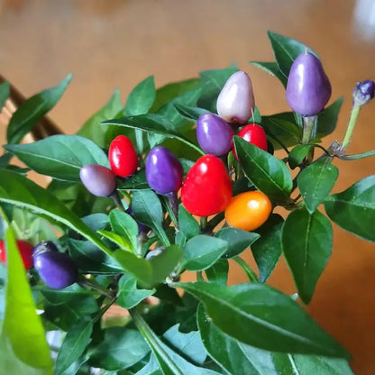 Kit à planter - Piment Bolivian Rainbow
