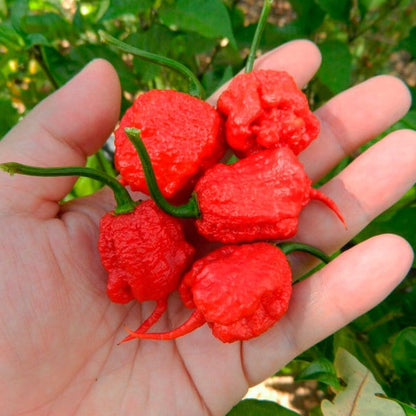 Kit à planter - Piment Carolina Reaper rouge