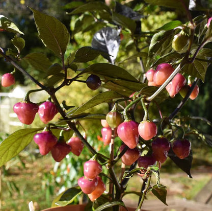 Kit à planter - Piment Cheiro Roxa