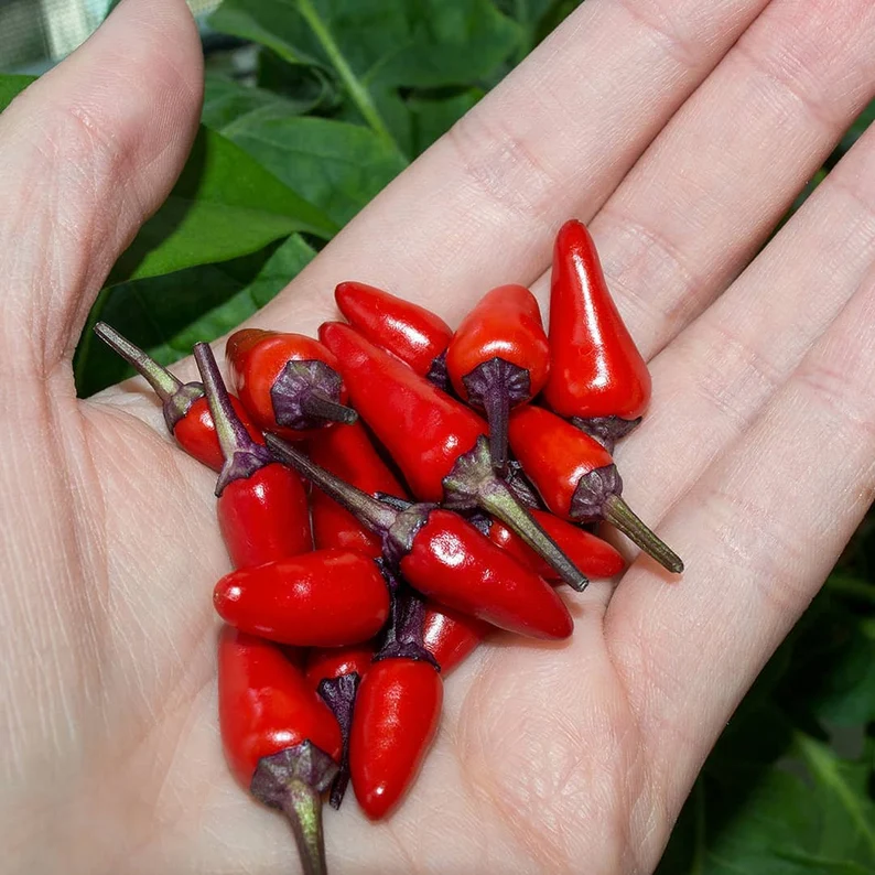 Kit à planter - Piment Explosive Ember