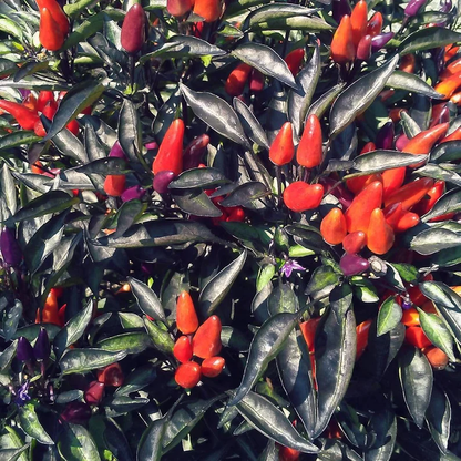 Kit à planter - Piment Explosive Ember