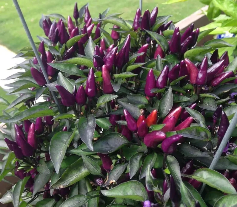 Kit à planter - Piment Explosive Ember