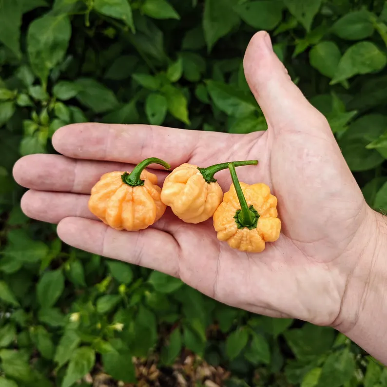 Kit à planter - Piment Goat Brains