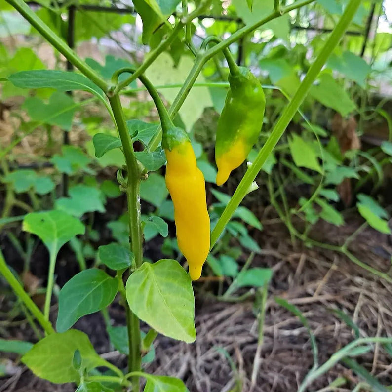 Kit à planter - Piment Lemon Drop