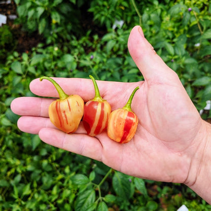 Kit à planter - Piment Peppapeach Stripey