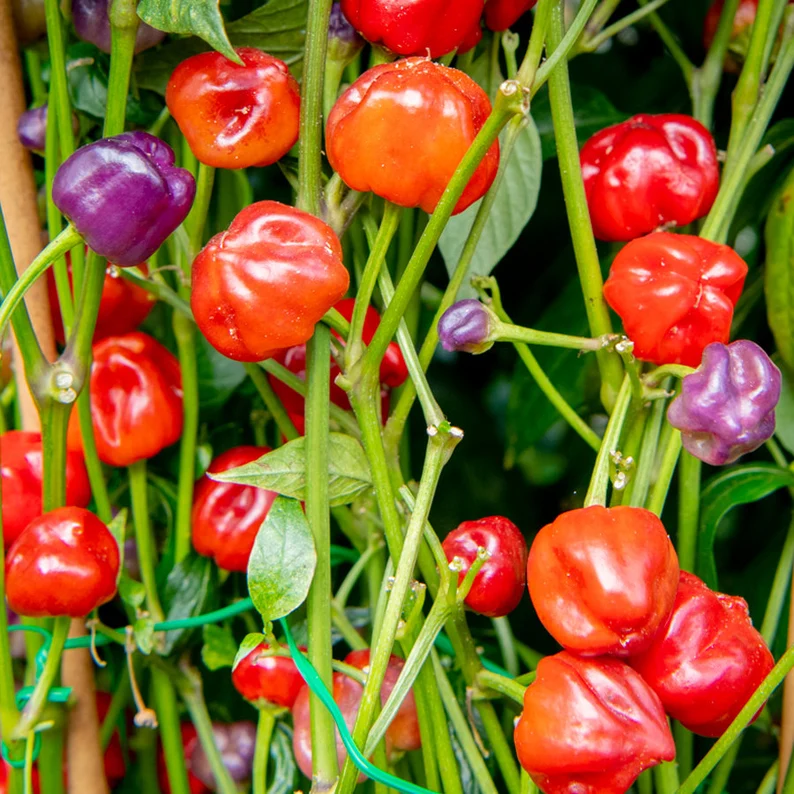 Kit à planter - Piment Purple Pumpkin