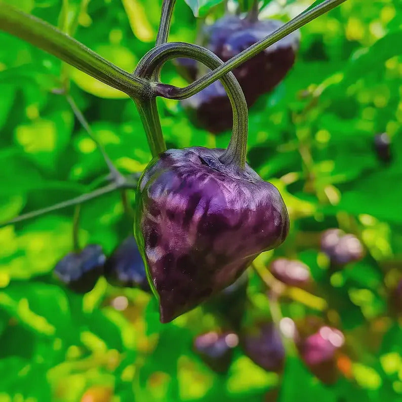 Kit à planter - Piment Purple UFO